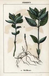 Beschreibung der einjährigen Mercuriale, Pflanzenblüten, Früchte und Wurzeln