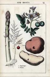 Beschreibungstafel: grüner Spargel und Kartoffel. Chromolithographie in „Recueil d