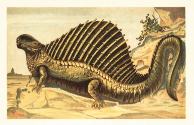 Dimetrodon limbatus mit seinem charakteristischen Rückensegel