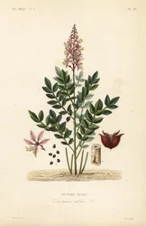 Diptam, Dictamnus albus