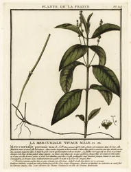 Wald-Bingelkraut, Mercurialis perennis