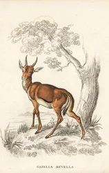 Dorcasgazelle, Gazella dorcas (gewöhnlicher Kevel, Gazella kevella). Gefährdet. Nach einer Illustration von James Stewart. Handkolorierte Lithographie aus Georg Friedrich Treitschkes Galerie der Naturgeschichte, Naturhistorischer Bildersaal des Tierreiches