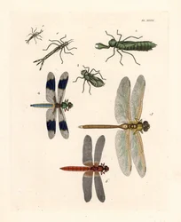 Libellenlarvenformen 1, 2, 3, Gemeine Weißschwanzlibelle, Libellula lydia 4, Grüne Mosaikjungfer, Anax junius 5, und Scharlachlibelle oder Karmesinlibelle, Crocothemis servilia 6. Handkolorierte Lithografie aus John O. Westwoods neuer Ausgabe von Dru