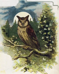 Ohr (Illustration aus „ABC L