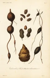 Essbare Knollen und Früchte