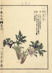 Eizan-Sumire-Gold, Eizan-Veilchen, Viola eizanensis. Handkolorierter Holzschnitt von Kono Bairei aus Senshu no Hana (Tausend Blumenarten), Bunkyudo, Kyoto