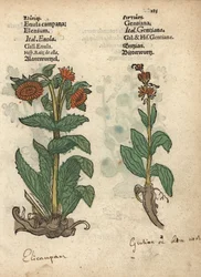 Alant, Inula helenium, und Enzianspezies. Handkolorierter Holzschnitt einer botanischen Illustration aus Adam Lonicers Kräuterbuch, Frankfurt