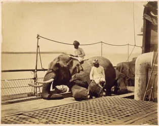 Elefant auf dem Deck eines Schiffes, Penang, Malaya