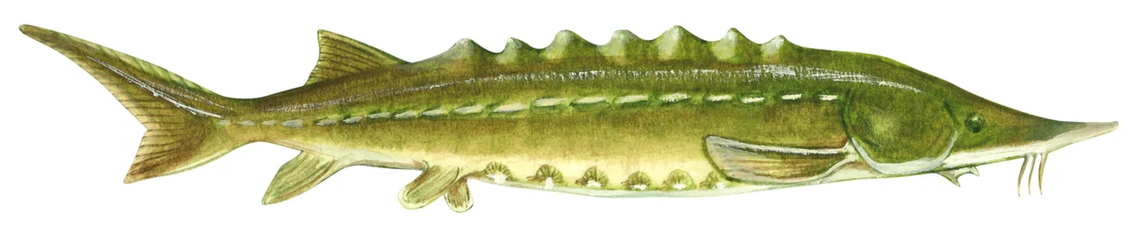Atlantischer Stör (Acipenser oxyrinchus)