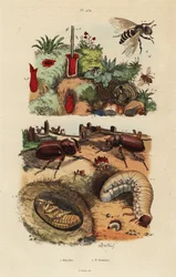 Europäischer Nashornkäfer, Oryctes nasicornis, Puppe und Larve, Europäische Obstbiene, Osmia cornuta, und Nest