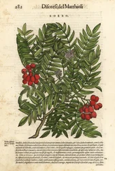 Europäische Eberesche, Sorbus aucuparia. Handkolorierter Holzschnitt von Wolfgang Meyerpick nach einer Illustration von Giorgio Liberale aus Pietro Andrea Mattiolis Discorsi di P.A. Matthioli ne i sei libri della Materia Medicinale di Pedacio Dioscoride