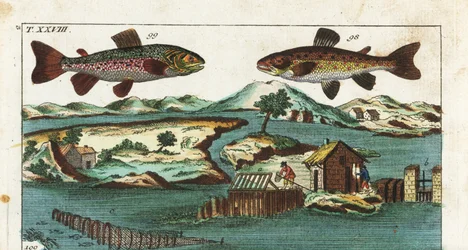 Europäische Forelle - Fischfangtechnik mit künstlichen Stromschnellen - Meerforelle, Salmo trutta trutta 98, Saibling, Salvelinus alpinus alpinus 99 und Fangmethoden mit künstlichen Stromschnellen in einem Fluss, um Lachs in Grills und Netzen zu fangen. Ha