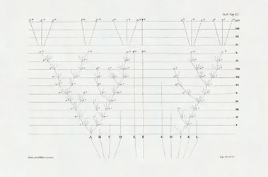 Evolutionismus: Schema der Evolution aus 
