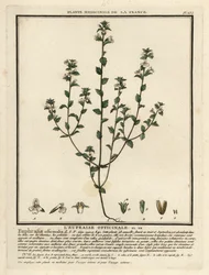 Augentrost
