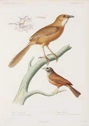 Feenren und Hausammer, Algerien