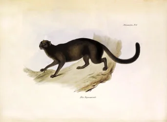 Felis Yagouarondi Jaguarondi oder Eyra oder Otterkatze, amerikanische Katze beschrieben von Charles Darwin während seiner Expedition an Bord der Beagle. Tafel aus „The zoology of the voyage of H.M.S. Beagle“ beschrieben von John Gould, mit Hinweisen zu ihr