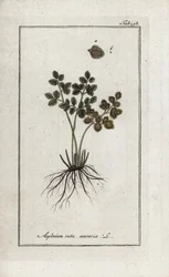 Mauerraute oder Mauerfarn (Asplenium ruta muraria). Lithographie aus „Afbeelding der Artseny-Gewassen“ von Johannes Zorn (1739-1799), Niederlande
