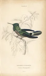 Festliche Kokette, Lophornis chalybeus (Audenets Kolibri, Trochilus audenetii). Handkolorierte Stahlstich von William Lizars aus Sir William Jardine