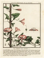 Ackerwinde, Convolvulus arvensis