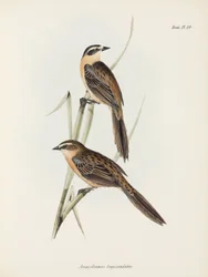 Finken, ca. 1832-1836