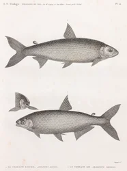 Fisch: Der Characin