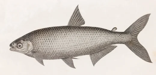 Fische: Le Characin