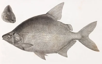 Fische: Le Serrasalme Citharine