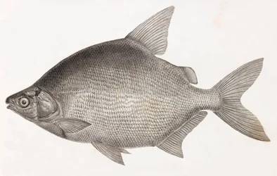 Fische: Le Serrasalme Citharine