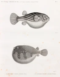 Fische: Tetrodon