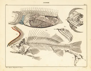 Fischanatomie mit Skelett, Kiemen usw., 1841 (Lithographie)