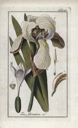 Florentiner Schwertlilie (Iris florentina). Lithographie aus „Afbeelding der Artseny-Gewassen“ von Johannes Zorn (1739-1799), Niederlande