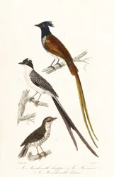 Schnäpper und Karibik-Elaenia