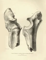 Fossile Knochen (Ulna und Radius) des ausgestorbenen prähistorischen Tieres Macrauchenia beschrieben von Charles Darwin während seiner Expedition an Bord der Beagle. Tafel aus „The Zoology of the voyage of H.M.S. Beagle under the command of Captain Fitzroy