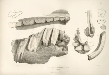 Fragment von Kiefer und Zähnen von Toxodon, einem prähistorischen Tier, gefunden von Charles Darwin in der Nähe von Montevideo, Uruguay während seiner Erkundungsreise an Bord der Beagle. Zoologie der Reise der H.M.S. Beagle unter dem Kommando von Kapitän F