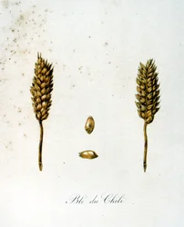 Französische Illustration von Ähren aus dem 19. Jahrhundert
