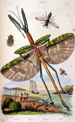 Französische farbige Illustration um 1884, Darstellung verschiedener tropischer Insekten einschließlich einer großen Libelle