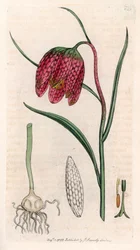 Schachbrettblume oder Schachbrett-Ei oder Schachbrett (Fritillaria meleagris) - Lithographie basierend auf einer Zeichnung von James Sowerby für Smith