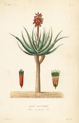 Fynbos-Aloe, Aloe succotrina, Aloes succotrin