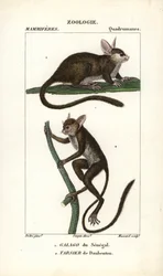 Galago du Senegal und Tarsier de Daubenton - Radierung von Jean Gabriel Pretre (1780-1845), graviert von Carnonkel, für das Wörterbuch der Naturwissenschaften: Säugetiere von Frederic Cuvier, herausgegeben von Pierre Jean Francois Turpin (1775-1840), veröf