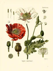 Gartenmohn