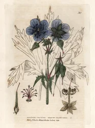 Geranie des Präsidenten. Farbiger Kupferstich nach einer Zeichnung von Isaac Russell aus William Baxters Buch English Botanical Phenomenes