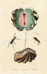 Riesenmuschel und Käfer