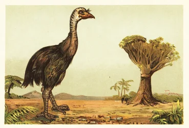 Riesenmoa und Drachenbaum (Lithografie)