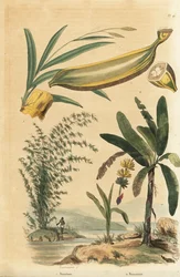 Riesen-Dornbambus, Bambusa bambos (Bambos arundinacea) und Bananenbaum mit Frucht und Querschnitt, Musa paradisiaca