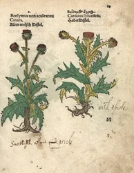 Artischocke, Cynara cardunculus var. scolymus, und Wilddistel, Carduus sylvestris. Handkolorierter Holzschnitt einer botanischen Illustration aus Adam Lonicer