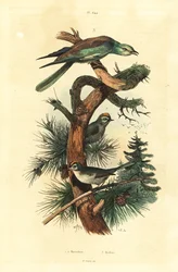 Wintergoldhähnchen und Blauracke