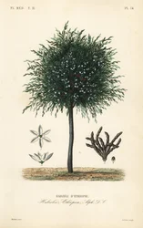 Selimkörner, Xylopia aethiopica