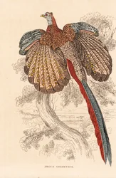 Großer Argusfasan, Argusianus argus (Argus giganteus). Handkolorierte Lithographie aus Georg Friedrich Treitschkes Galerie der Naturgeschichte, Naturhistorischer Bildersaal des Tierreiches, Leipzig