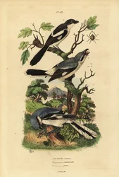 Raubwürger, Lanius excubitor, Graurückenwürger, Lanius excubitoroides, und Fiskalwürger, Lanius collaris