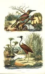 Großer Jacamar, Jacamerops aureus, und Nördlicher Jacana, Jacana spinosa